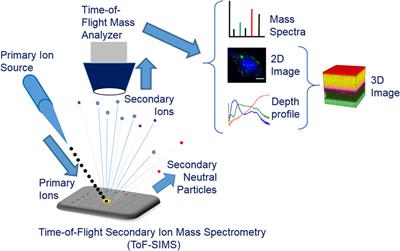 Advancements in ToF-SIMS imaging for life sciences